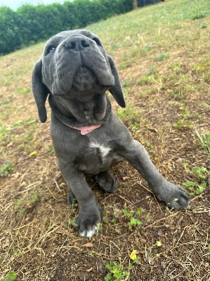 Ingrid Girault - Cane Corso - Portée née le 21/04/2023